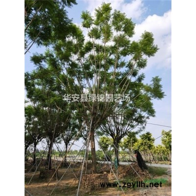 精品黃花風鈴木價格 15公分風鈴木價格 18公分風鈴木價格