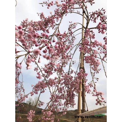 高桿染井吉野櫻花基地 染井吉野櫻花多少錢 哪里有染井吉野櫻花