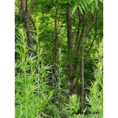 500—600顆黃菠蘿出售，9年樹(shù)