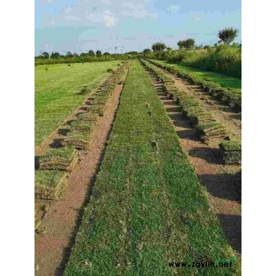 海風草坪苗木場