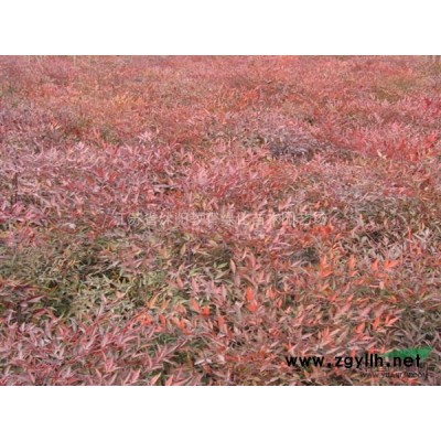 供應箬竹，箬竹產地在哪里