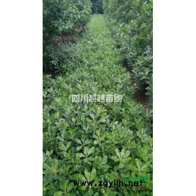 斑竹、剛竹、金竹、鳳尾竹、琴絲竹、楠竹、墨竹、佛肚竹、竹子