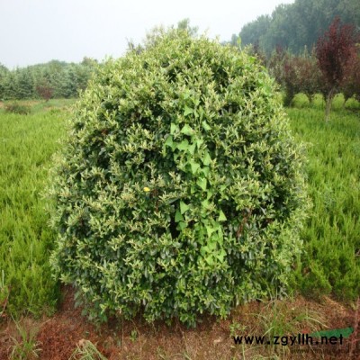 石榴、紅天竹、雪松、箬竹、青皮竹