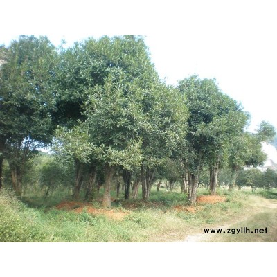 供應，大量供應丹桂，金桂小苗