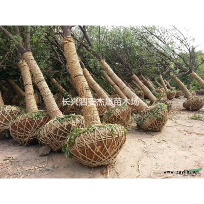 桂花供應|250-550精品桂花  歡迎詢價，歡迎采購！！！