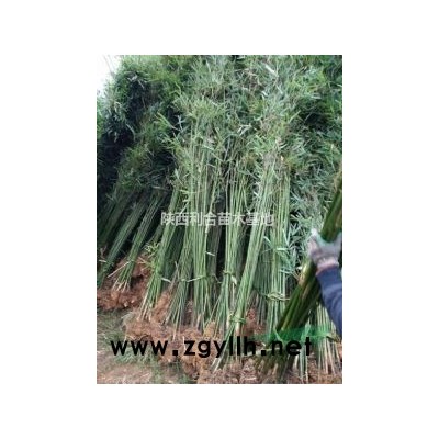 供應5公分大型水竹(青竹)