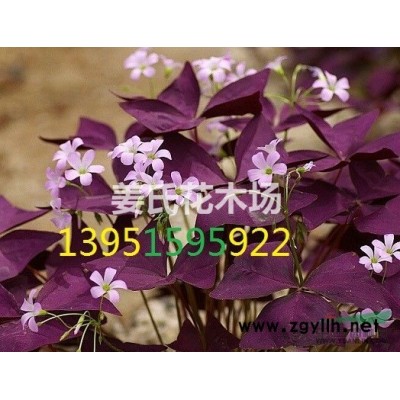 哪里有金香玉竹子黃金竹子價(jià)格黃槽竹子金鑲玉竹子保鮮保快遞*