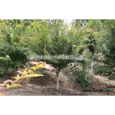 大量金鑲玉竹·金鑲玉竹價格·金鑲玉竹圖片