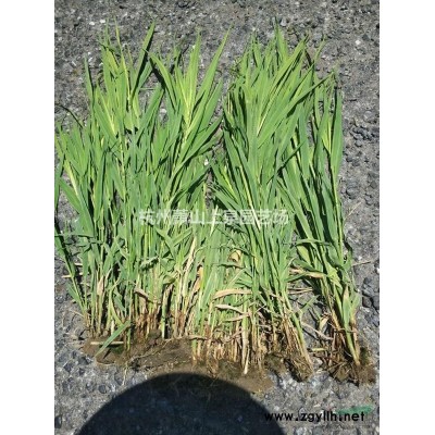 剛竹2-4公分專業種植大量供應