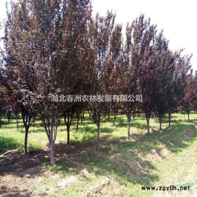 高桿紅葉石楠報價 可供江西紅葉石楠 湖北紅葉石楠