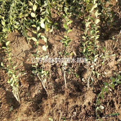 蘇北竹子基地銷售竹子1 ~8公分，品種*