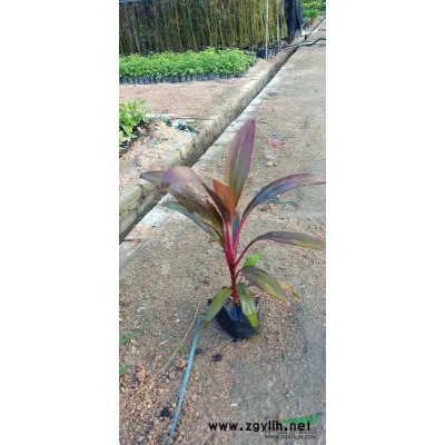 竹子，小剛竹，青皮竹