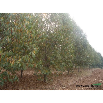 河南供應山茱萸 山茱萸價格 山茱萸基地規(guī)格*