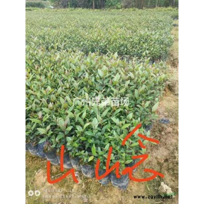 大小規格廣東桃金娘基地