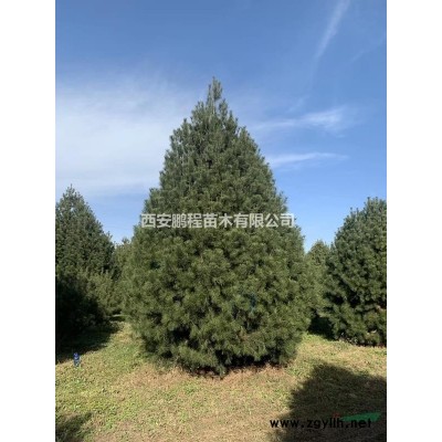 5米白皮松  白皮松  藍田白皮松