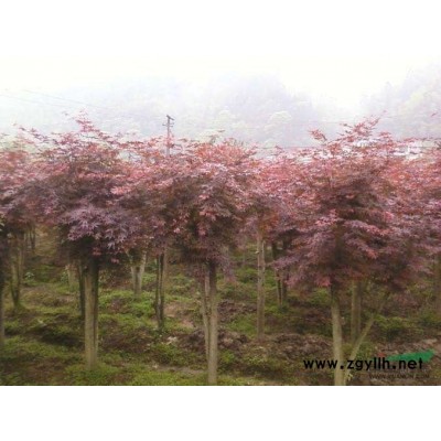 桂花樹 廣西桂花樹 桂林桂花苗 廣西桂林環程綠化苗圃