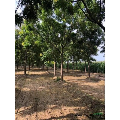 北美海棠 絢麗海棠 12公分絢麗海棠 15公分絢麗海棠