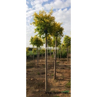 河北丁香 紫丁香 暴馬丁香 丁香球 獨桿紫丁香