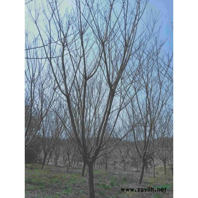 櫻花30量11公分400元/棵