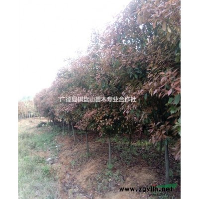 高桿紅葉石楠樹 精品