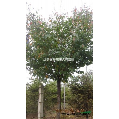 朝鮮黃楊熱賣中