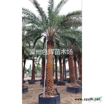 50高三角梅扦插苗 基地常年種植供應