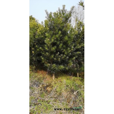 出售深山含笑，樂昌含笑