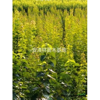金葉復葉槭30萬株出售