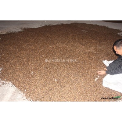 雙紅紫薇多少錢？重慶馳騰苗木告訴你價格