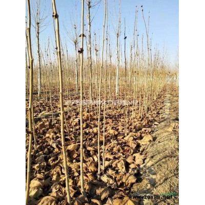 山東濟寧國槐哪里好/哪家便宜