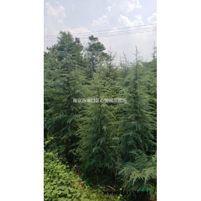 烏桕樹講解 12公分15公分18公分烏桕價格垂詢