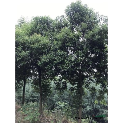 1米雪松價格2米雪松價格