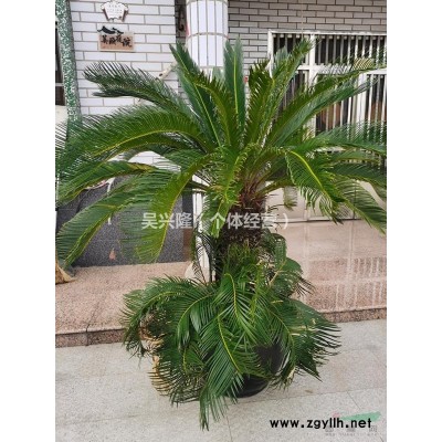 供應10年以上鐵樹2棵（常年開花）上海浦東周浦