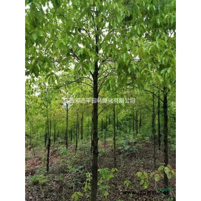 香樟6—15公分， 移栽15—75公分，叢生3—6桿*基地