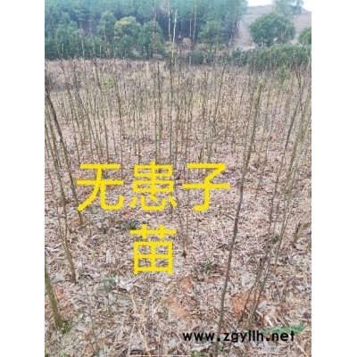 大量供應(yīng)苗木: 香泡，楊梅，紅花木蓮，紅果冬青，樂(lè)昌含笑，
