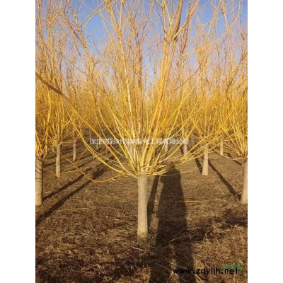 冬青 大葉冬青 冬青價格 冬青圖片 大葉冬青圖片 冬青基地 冬青..