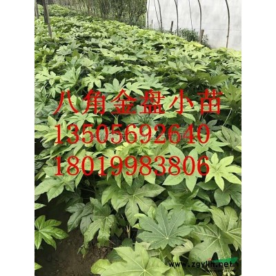 紫竹2行情報價\紫竹2圖片展示