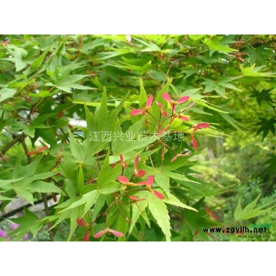 南方紅豆杉1-4年苗