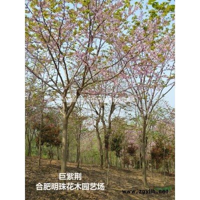 安徽供應(yīng)紅花檵木球規(guī)格*