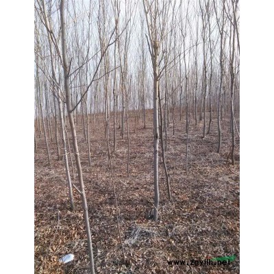 常年大量供應(yīng)香花槐