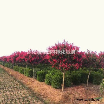 竹子基地，出售各種規格竹子，品種*