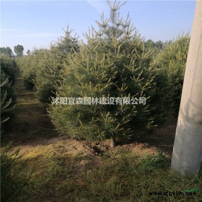 江蘇青竹批發-竹子批發-景觀竹批發-竹子苗批發