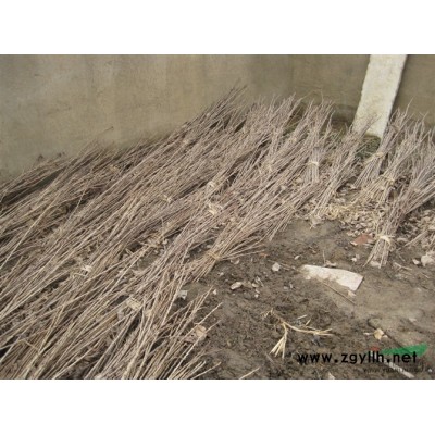 華中地區(qū)紅葉李價(jià)格 今年紅葉李哪里便宜 合肥紅葉李 安徽紅葉