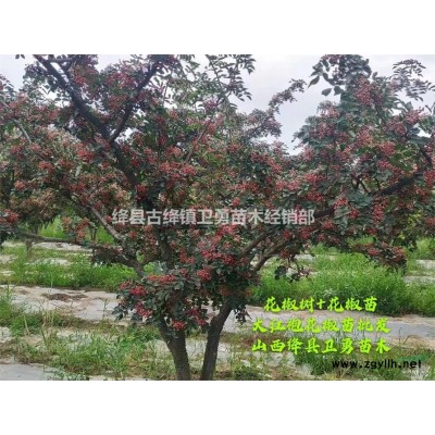 農大鈣果苗批發 鈣果回收基地 1年鈣果苗==2年歐李苗