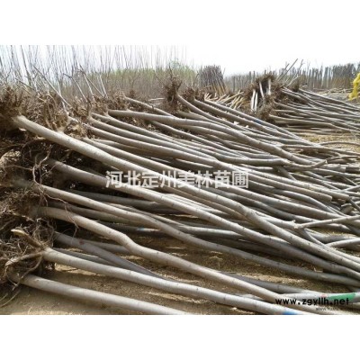 定州市明遠(yuǎn)苗圃場(chǎng)小葉黃楊球高度1.2米冠幅1.2米批發(fā)價(jià)格