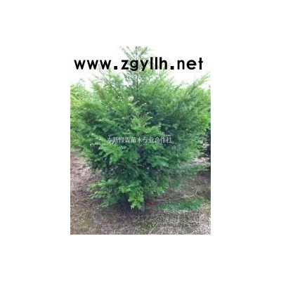 供應P100-150茶梅球，江西茶梅基地大量有貨，茶梅價格優