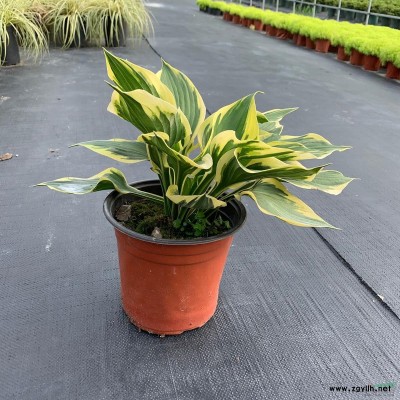 浙江地區(qū)出售亮金女貞球/棒棒糖