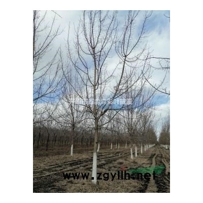 遼寧元寶楓，元寶楓基地