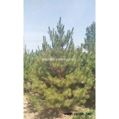 連翹苗一株多少錢？一畝地栽植多少株？