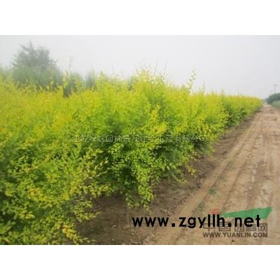 優質特價紅豆杉5-8公分產地直銷